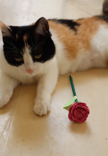 Dia da Mulher